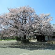 桜の季節も見ごたえあり