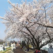 草津川跡地 ”de愛広場” は桜の名所です。