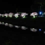 ライトアップされる桜が水面に映って印象的