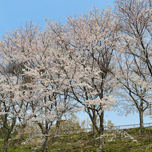 大池の西側歩道の桜並木