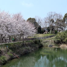 大池と桜並木