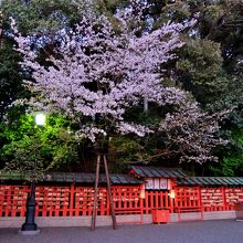 ここの桜だけが満開でした 2019/03/31