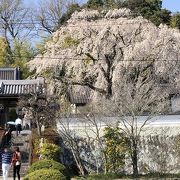 樹齢150年のしだれ桜