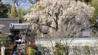 樹齢150年のしだれ桜