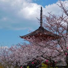 多宝塔と桜