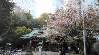 渋谷発祥の地に咲く金王桜