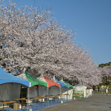 花見の季節はイベントもあります。