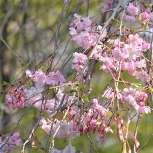 数種類の桜があります。