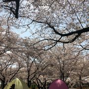 お花見スポット 与野公園