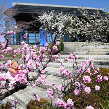 博物館の駐車場にはきれいな梅や桜の花が満開