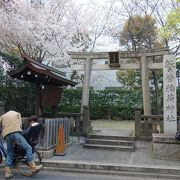 桜が満開でした