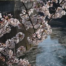 川面には桜の花びらが・・