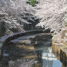 両岸に桜並木があります。