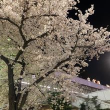 大宮駅西口の夜桜