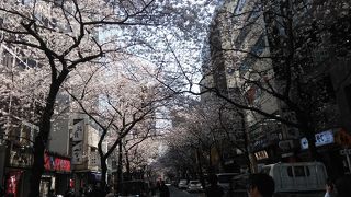 桜がきれい