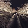 神田川（中野区、新宿区）の夜桜