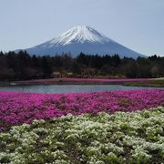 富士山をバックに芝桜が楽しめる
