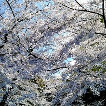 桜満開