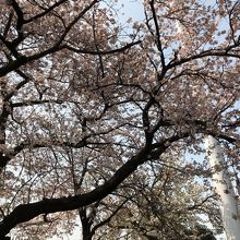 桜咲き乱れ
