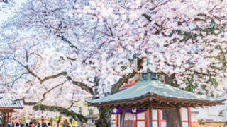 境内それほど広くないですが、桜が満開できれいでした。