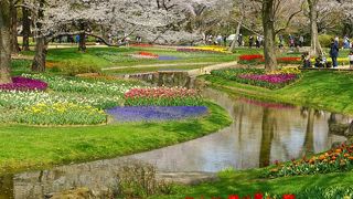 【立川】桜とチューリップの競演、昭和記念公園