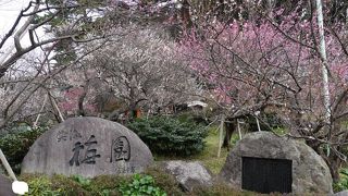 春はもうすぐを感じられる梅の花