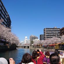 船内からの大岡川の桜