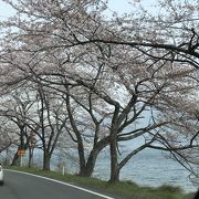 昨日、今日と桜祭りで一方通行