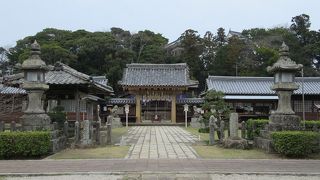 珍しい桜があるんだって