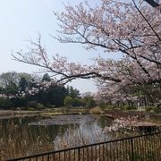 桜も咲いて綺麗