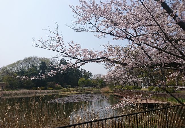 桜も咲いて綺麗