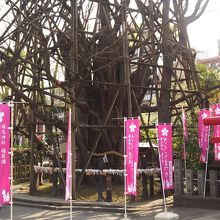 幹の上部がありません。