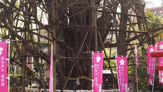 大きな銀杏の木