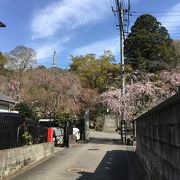 枝垂れ桜に惹かれて