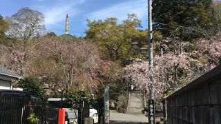 枝垂れ桜に惹かれて