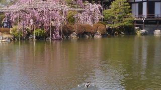 満開の桜