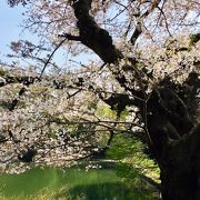 やはり桜は見ものです。大勢の人が来ていますが、公園が大きいので混んでるとか狭いとかは感じません。