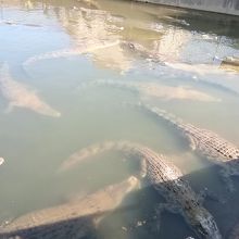 ワニが飼育されている