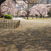 桜の美しい公園