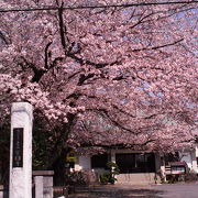 七福神のほか、見事な枝ぶりの桜もすばらしいです