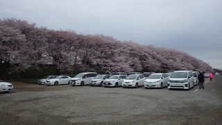 桜満開でも混雑回避の工夫