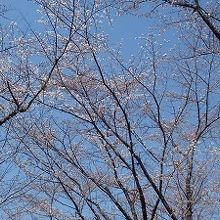 平山城址公園の道中の桜