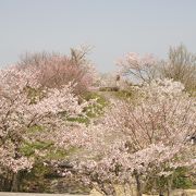 女木島を一望できる桜がきれいな展望台