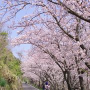 桜の季節おすすめです！