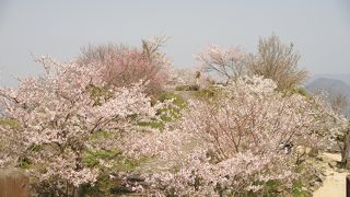 女木島を一望できる桜がきれいな展望台