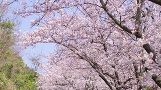 桜の季節おすすめです！