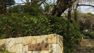 桜を見に行きました！