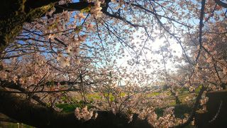 桜の時期は第5パーキングが狙い目☆午前中早めがお勧め