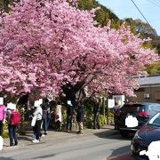 一本の原木から全国的に有名な桜の名所に