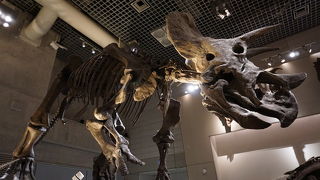 幼稚園児にはまだ難しかった